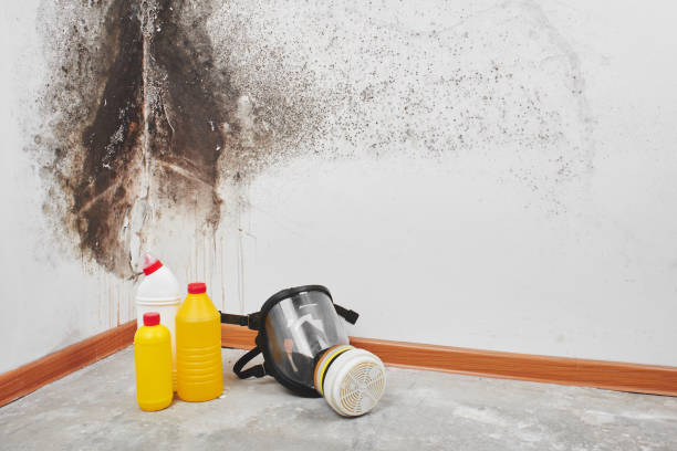 Best Residential Mold Removal  in USA